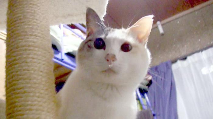 Hidung berair di Kucing: Punca dan Rawatan