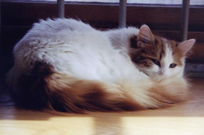 Алёнушка мен Ерема секс