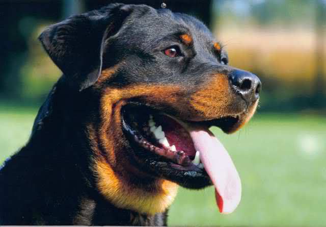 crossbreed Rottweiler and Doberman