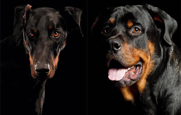 Doberman or Rottweiler