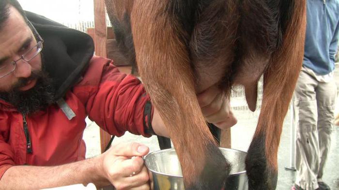 Грузин қыздарымен ренжісіп жатыр