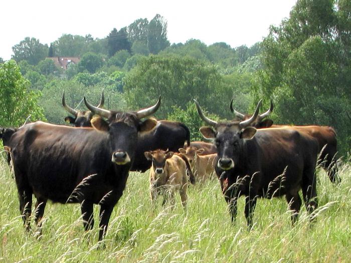 Lembu jantan liar: jenis dan gambar