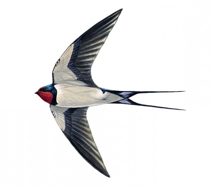 Ресейдің жалаңаш мас қыздары