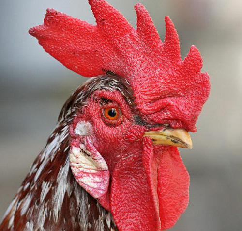 Онлайн әуесқой секс түсірілімі