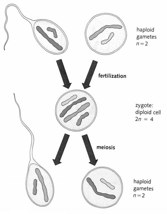Блять және спермы писка Порно видео: Қоғамдық көлікте мүшеге тиісу