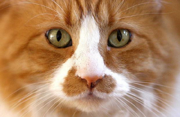 Porno yulduzlar bilan fotosessiyalar Seksi qora va mulatto ayollar fotosuratlari