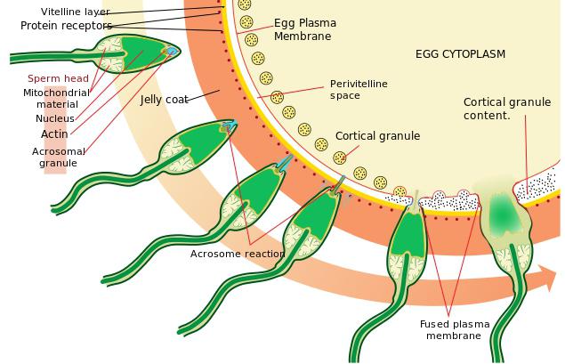 Massaj olayotgan ukrainalik ayollar pornosi