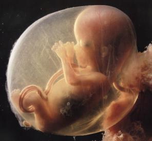 Qorin boshligida behuda