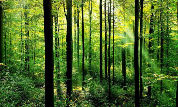 Ер адамның 42 жасына сыйлық