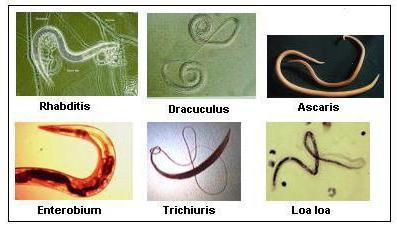 Nematodes کی قوم علامات روک تھام وجوہات اور خصوصیات کا علاج