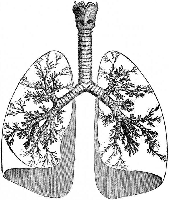 lung biopsy recovery  @ Lung Biopsy: Towards An Appointment, Outcome And Outcome