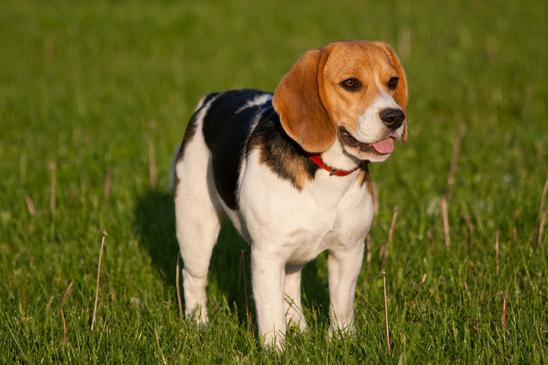 Beagle Anjing Anak Anjing Anjing Pemburu Beagle Anjing Memburu