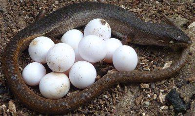 蜥蜴如何和在哪裡產卵 蜥蜴繁殖