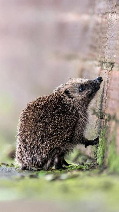 Жасырын камера жалаңаш жағажай
