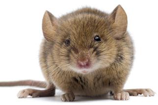 Bukin porno rasmlar toy porno rasmda aldash kelin