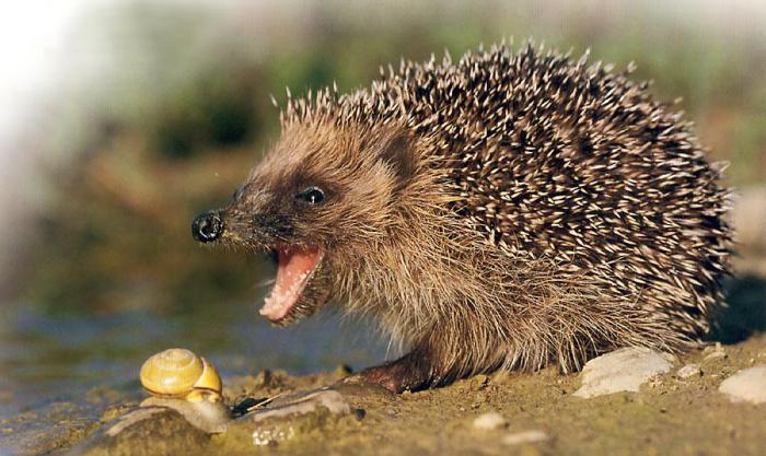 Вятка Полянаның жезөкшелері