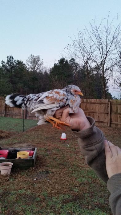 Ayam pygmy: keturunan, keterangan dan gambar mereka