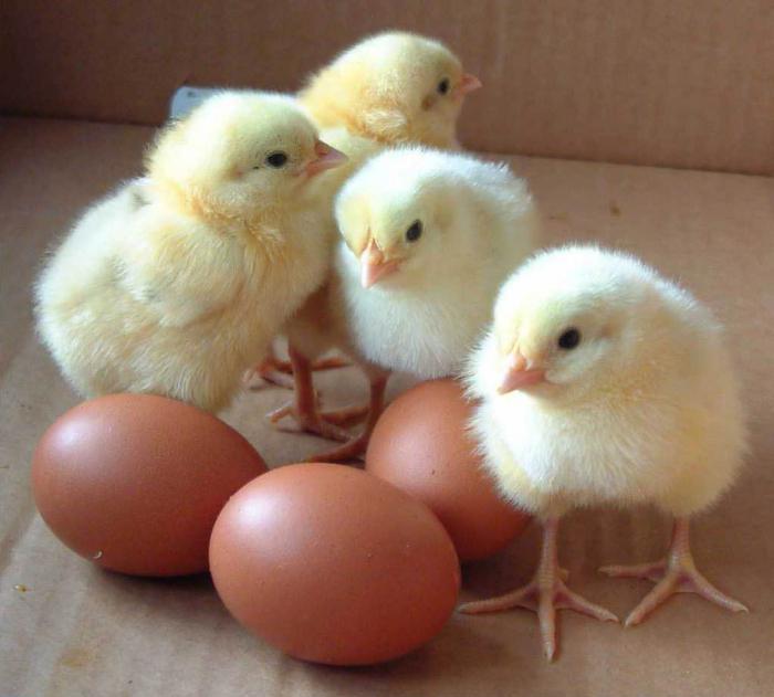 Әйелдің әжетханасындағы жасырын камера порно видео, төменгі көрініс