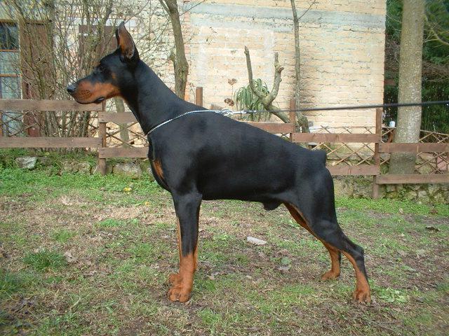 who is stronger than the Doberman or the Rottweiler