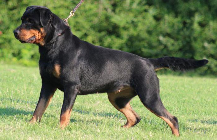 Doberman and Rottweiler comparison