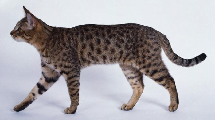 Валерия мен Алиса ыстық экстремалды анальный секс