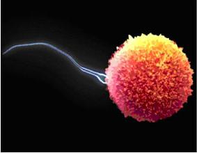 Aralash guatr va spermatogenez