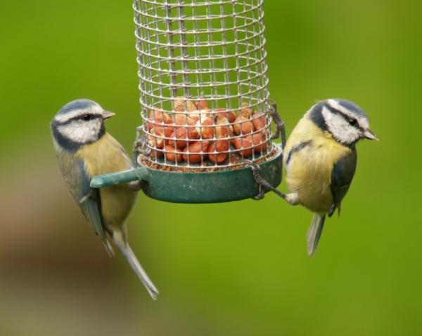 Жалаңаш жетілген әйелдердің фотосуреттері