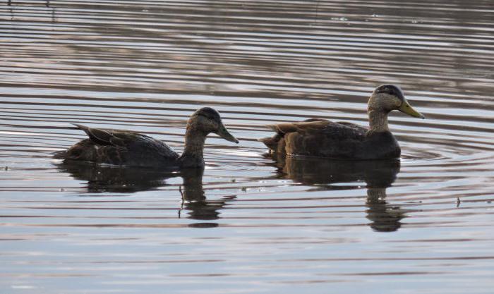 Әдемі пенис басы Алла үйдегі порно