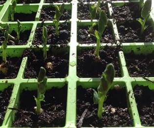 Балконға отырғызылған Балконға отырғызылған