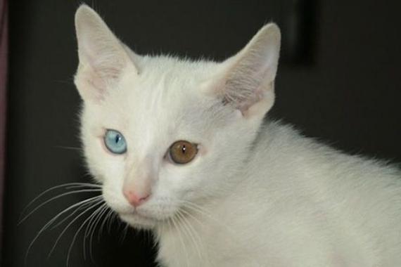 Сүзгі фотосы бар шашты киска