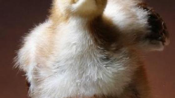 Онлайн порно топтық секс қара жігіттермен