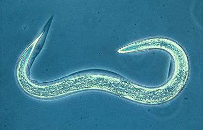 Nematodes کی قوم علامات روک تھام وجوہات اور خصوصیات کا علاج