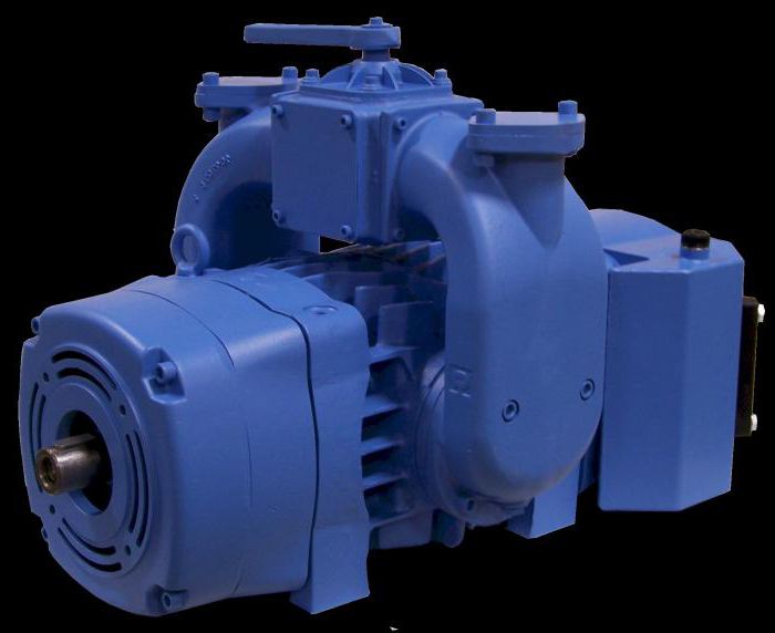 Трусикисіз бодибилдер әйелдер