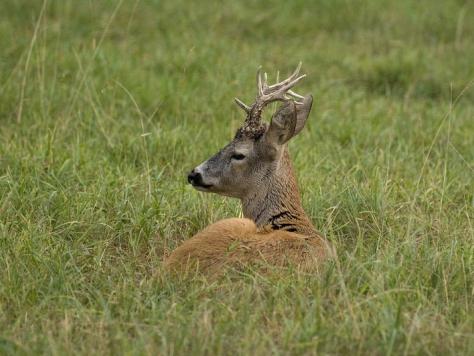 Ханшайым секс видео