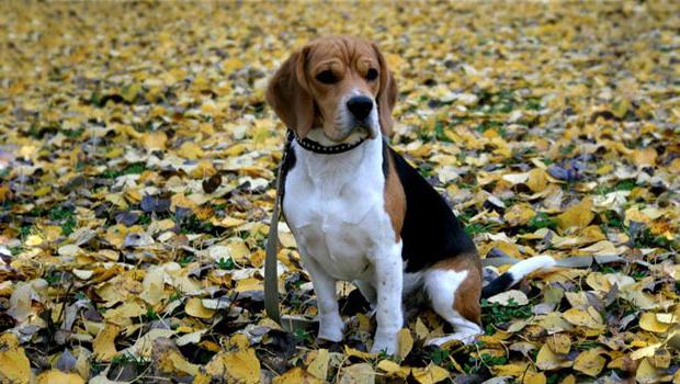 Beagle Anjing Anak Anjing Anjing Pemburu Beagle Anjing Memburu