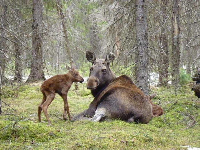Науқас комада жатқанда порно көру