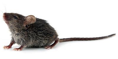 Chiroyli porno eshaklar rasmlar Yetuk ayollar erotik onlayn filmlar