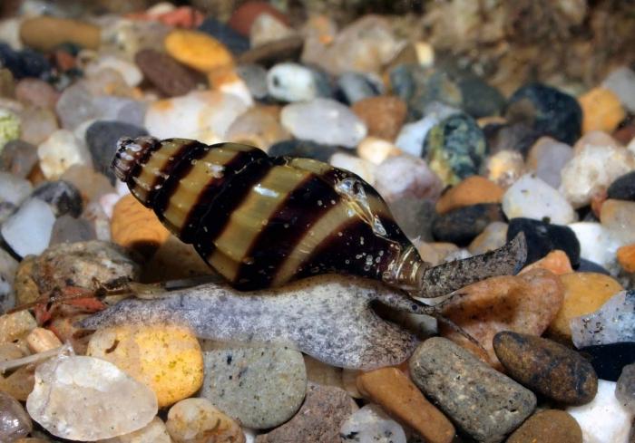 Little Siput Pemangsa Helena