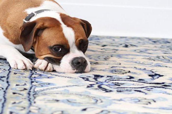 Көршінің ит стилі