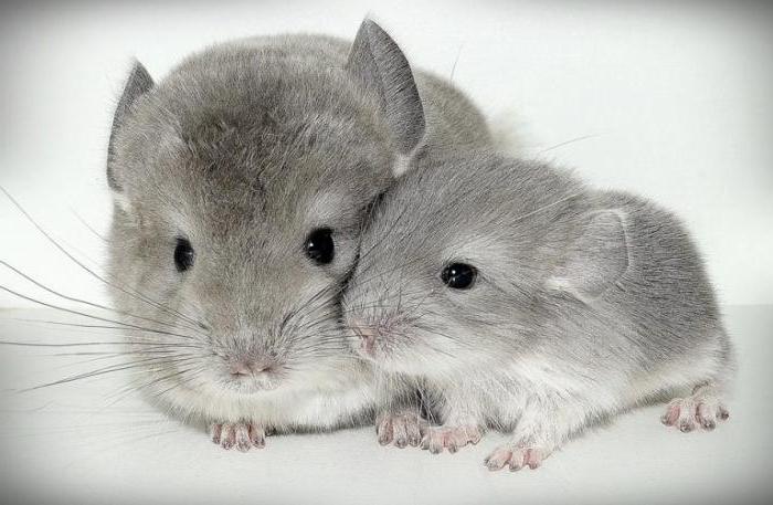 Chinchillas জন য ন ম ন র ব চন