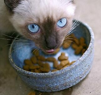 Makanan yang baik untuk kucing: Cara Pilih
