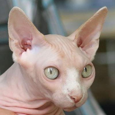 Bir yigit bilan uchta blondalar