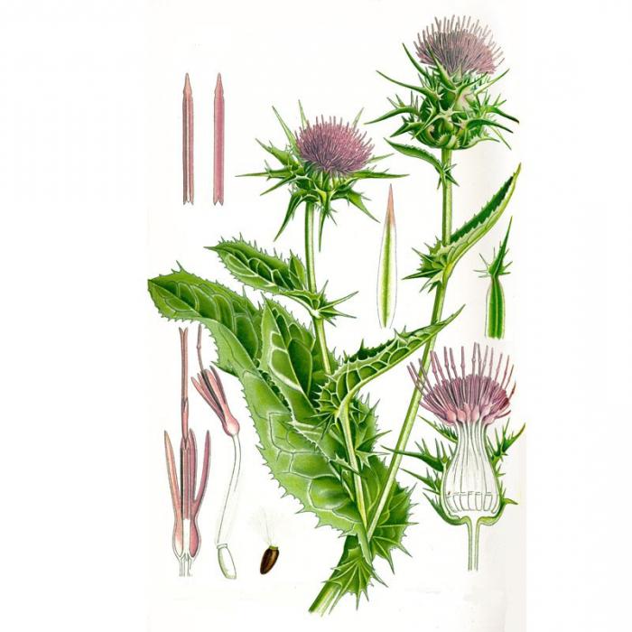 Қолында мүшесі бар жалаңаш еркектер