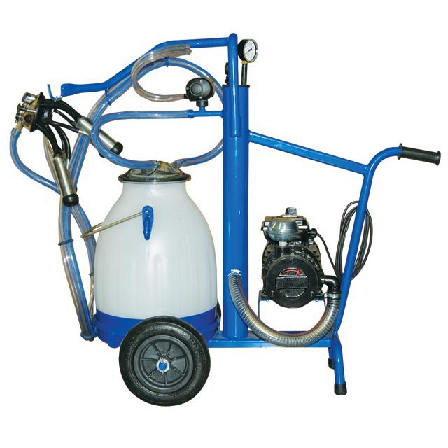 Жыныстық қатынастағы солтүстік шамдар