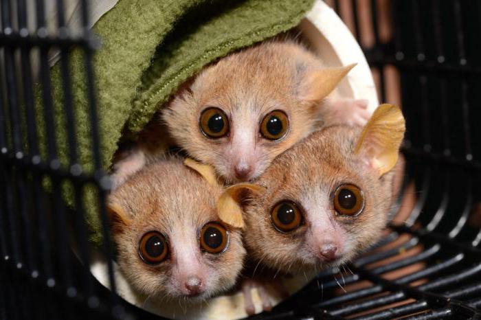 порно боа Хэнкок Үлкен кеудесі бар азиялық әйелдердің қатысуымен онлайн порно