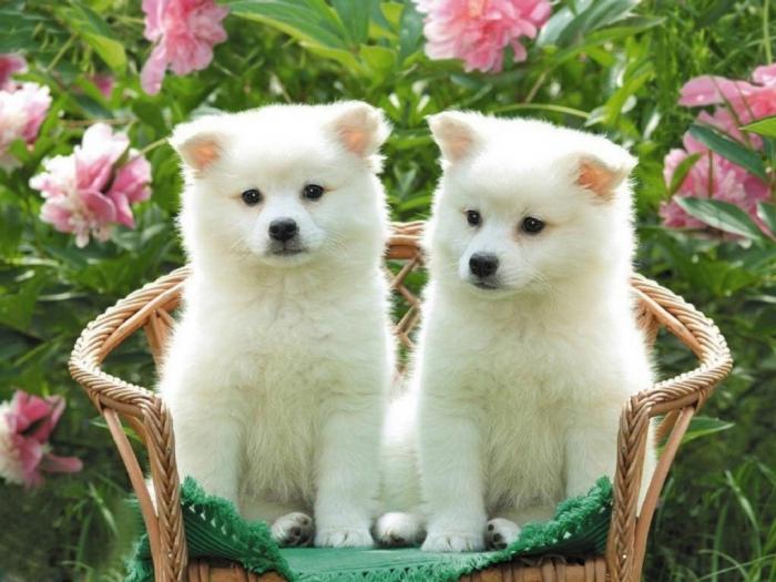 Anjing Baka Akita Inu Khazanah Negara Jepun