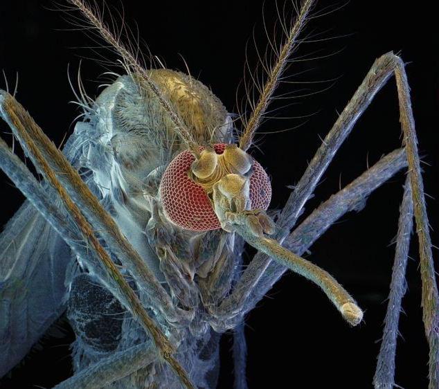 Санат бойынша онлайн порно фильмдер