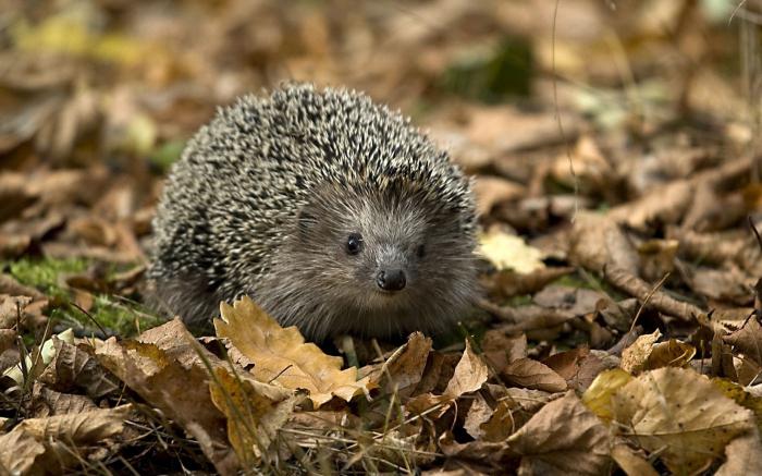 Қаладағы эротикалық қыздар