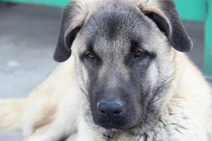 Turki Kangal Wolfhound Huraian Baka Sifat Photo