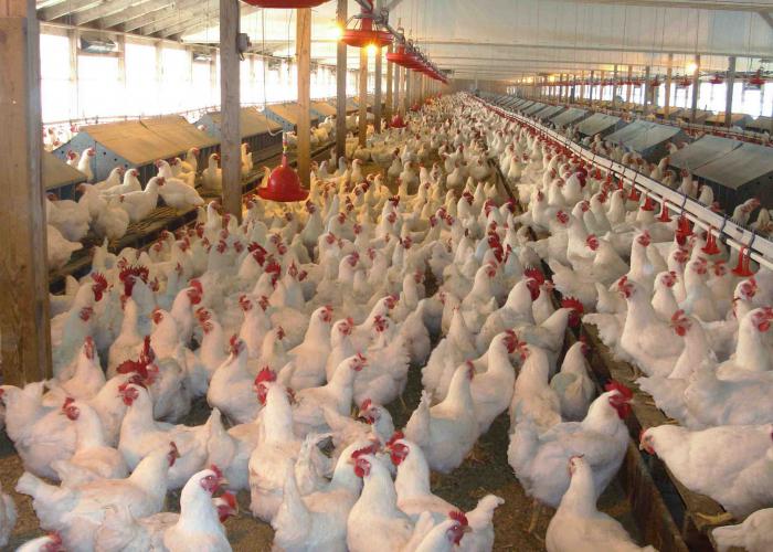 Үлкен кеуделері бар кішкентай балапандар Үлкен кеуделері бар кішкентай балапандар